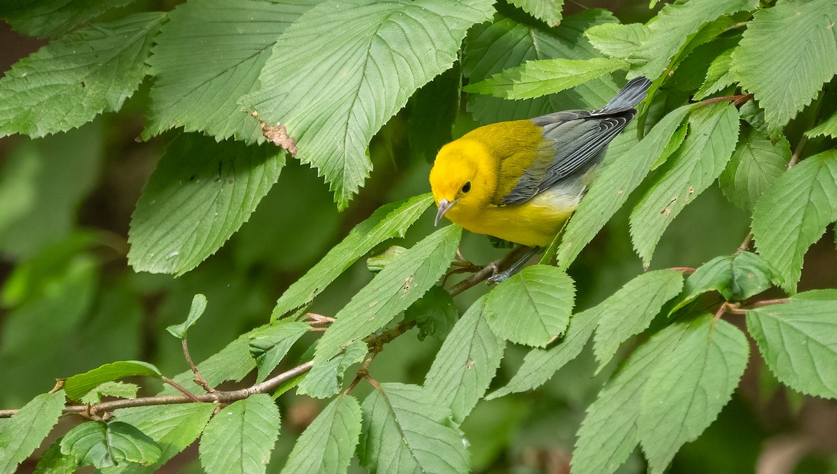 Prothonotary Warbler - ML642751336