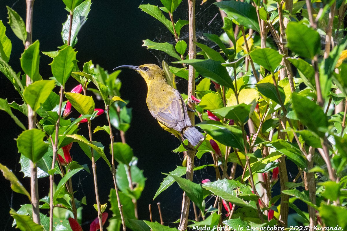 Sahul Sunbird - ML642751340