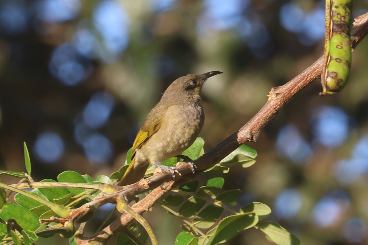 Dark-brown Honeyeater - ML642751341