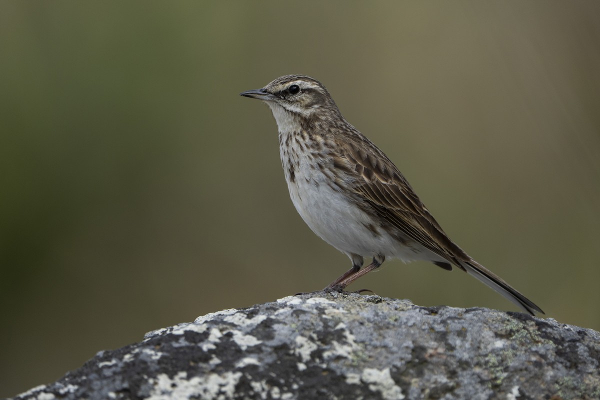 New Zealand Pipit - ML642751348