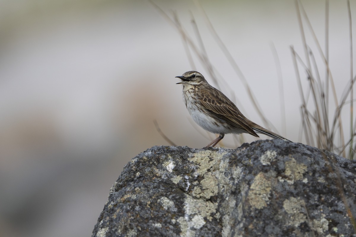 New Zealand Pipit - ML642751349