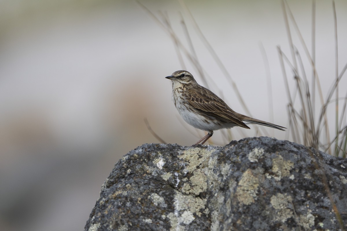 New Zealand Pipit - ML642751350