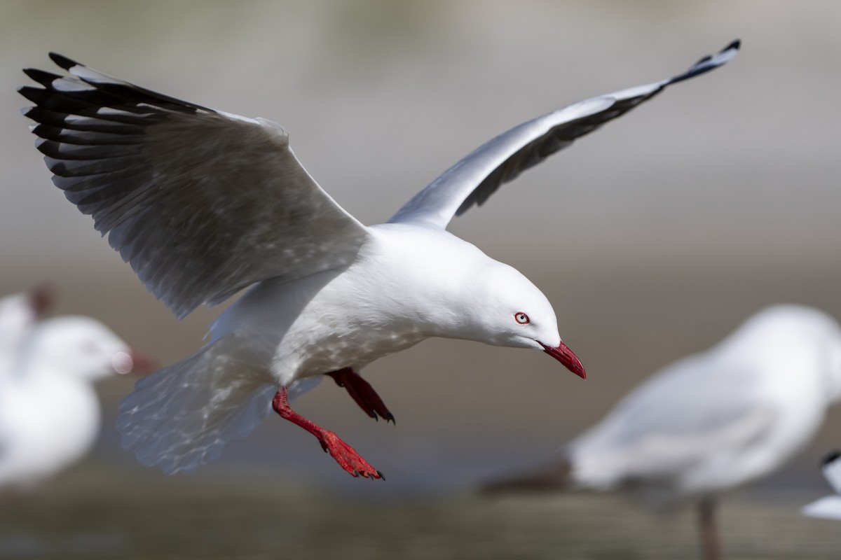 Silver Gull (Red-billed) - ML642751364
