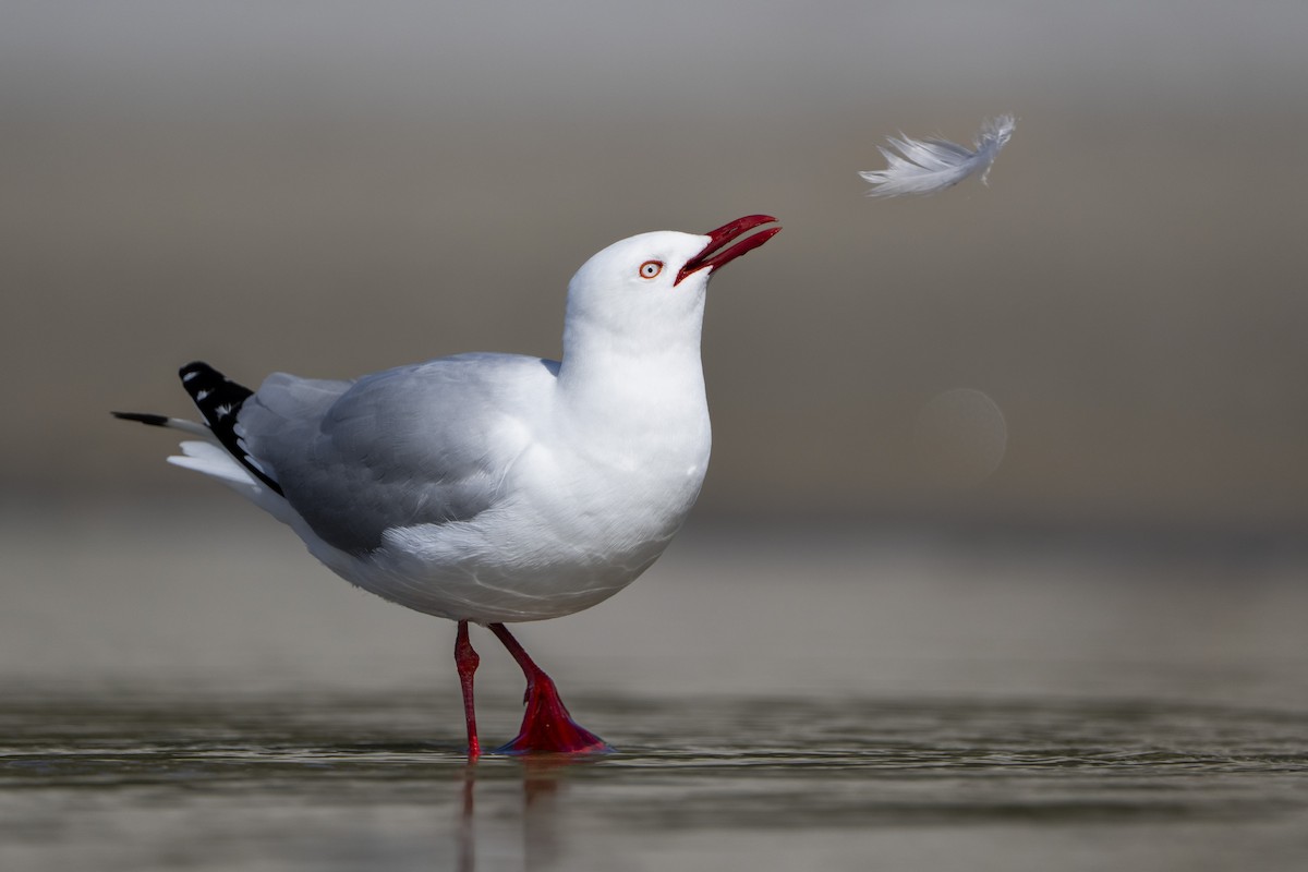 Silver Gull (Red-billed) - ML642751365