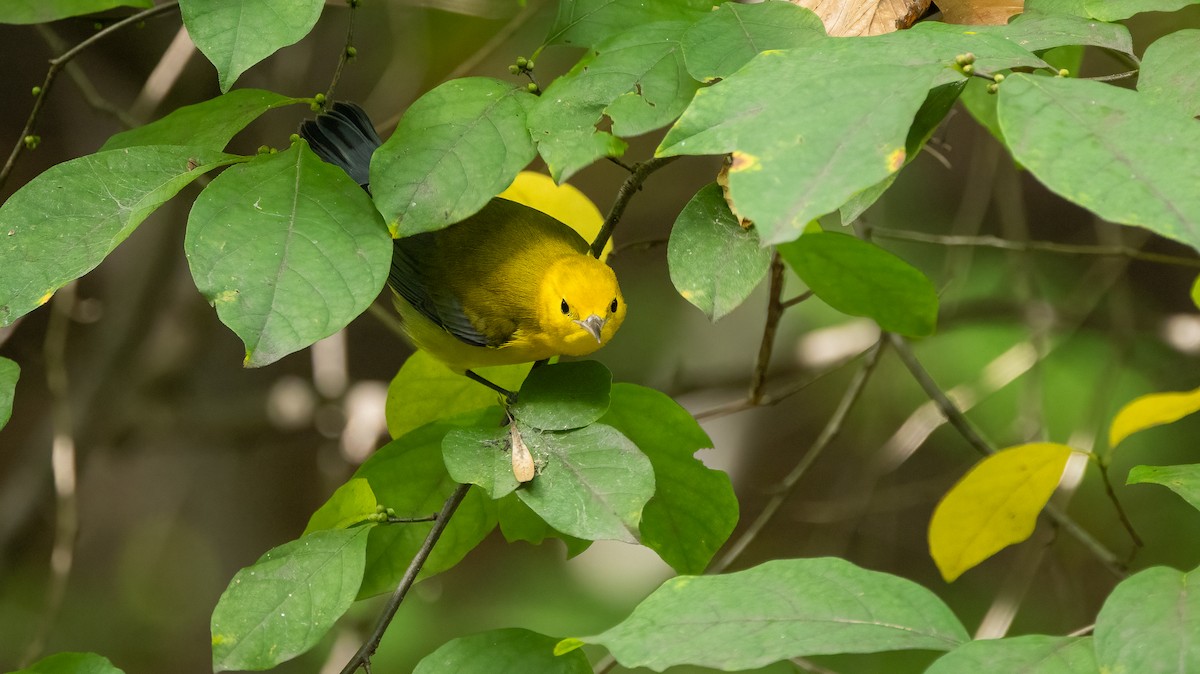Prothonotary Warbler - ML642751375