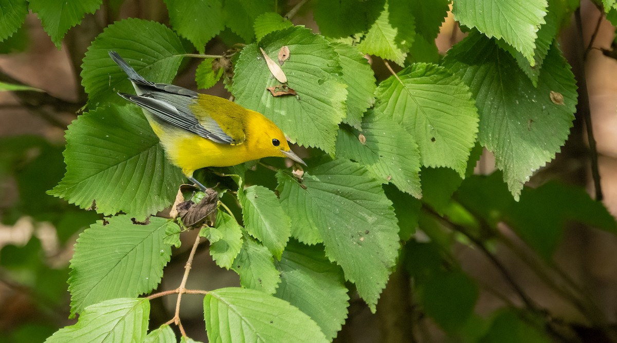 Prothonotary Warbler - ML642751376