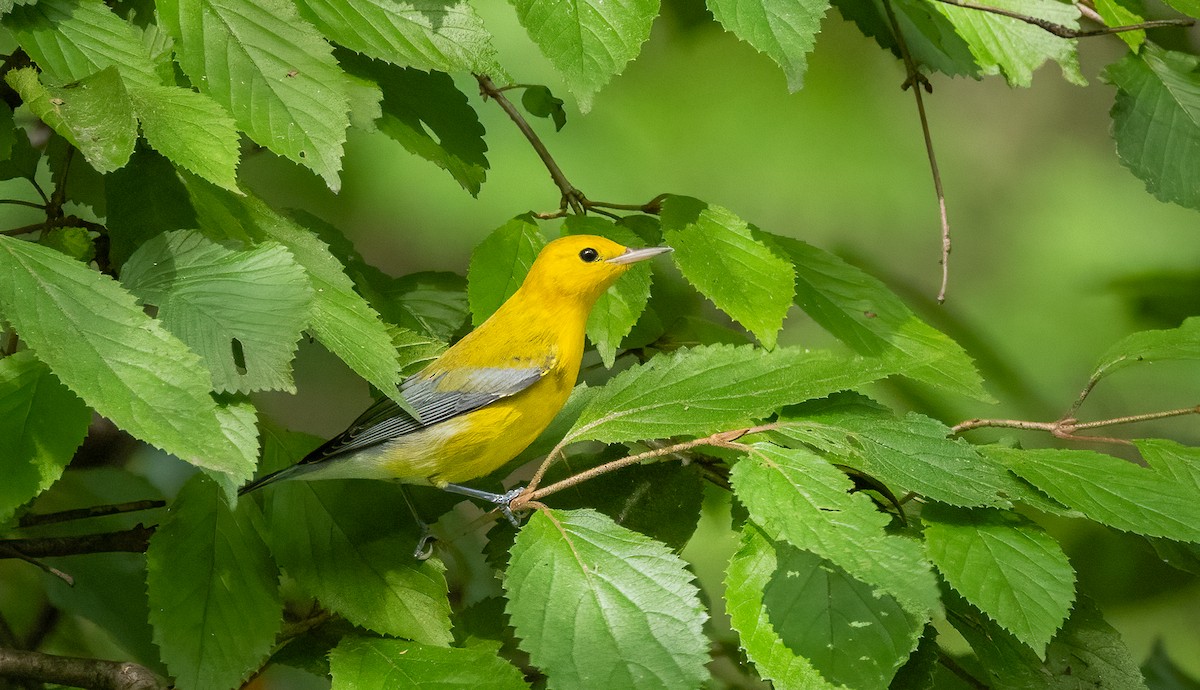 Prothonotary Warbler - ML642751377