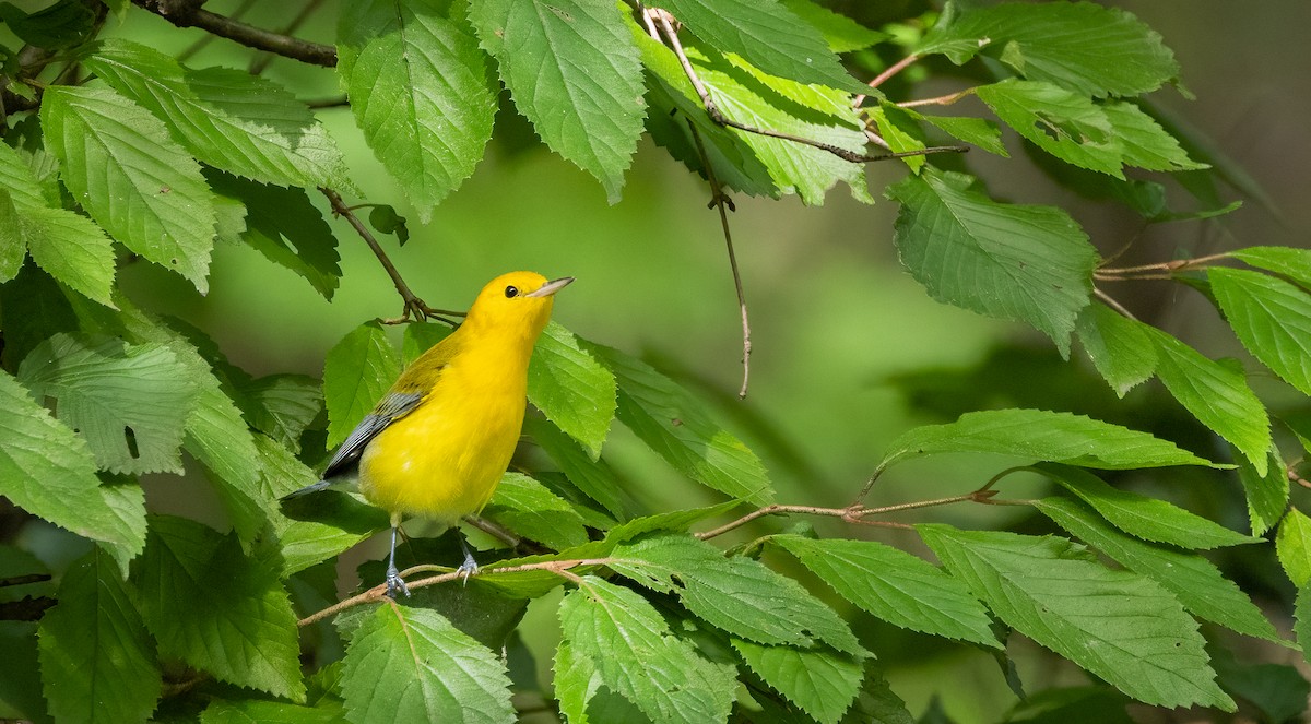 Prothonotary Warbler - ML642751378