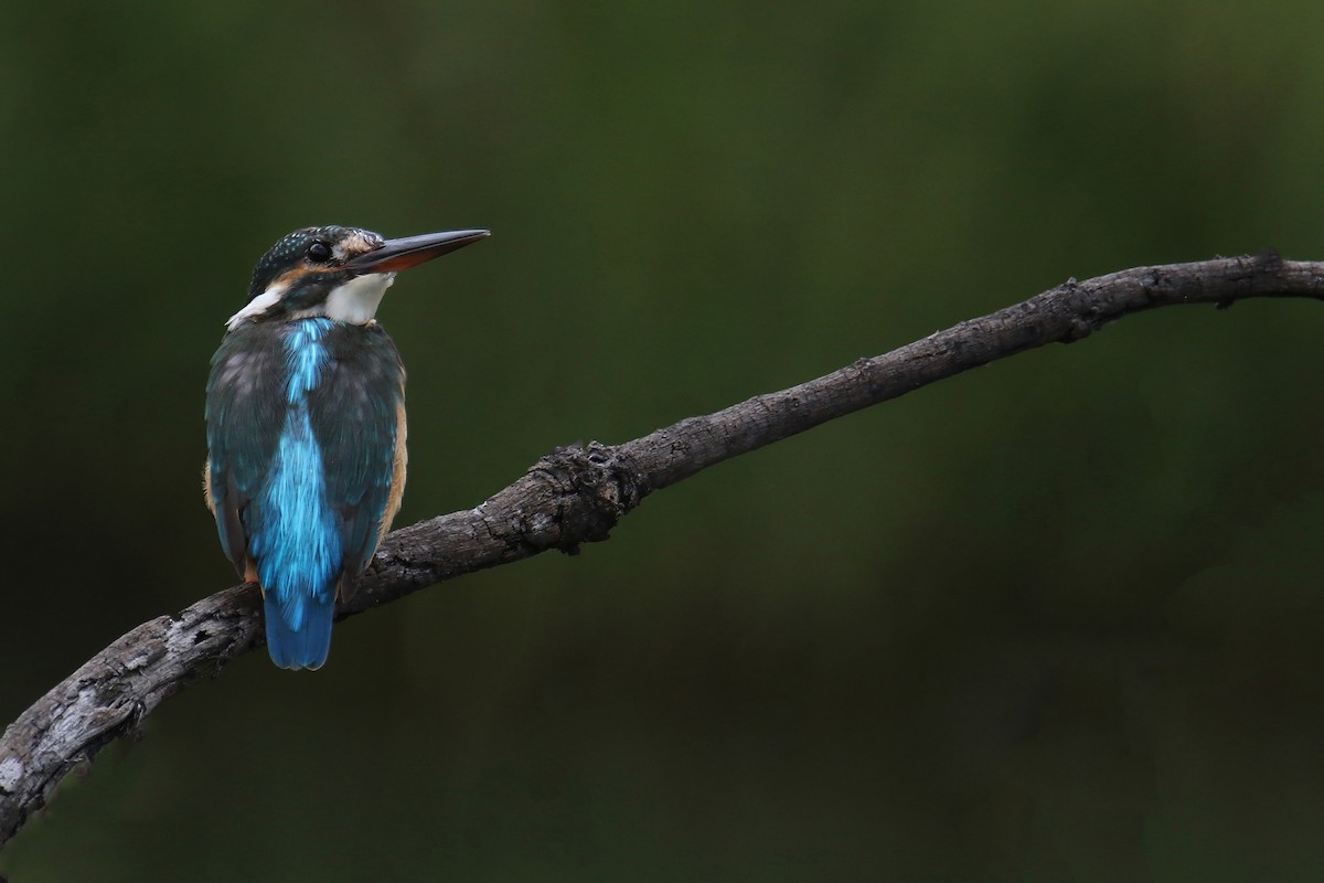 Common Kingfisher (Common) - ML642751381