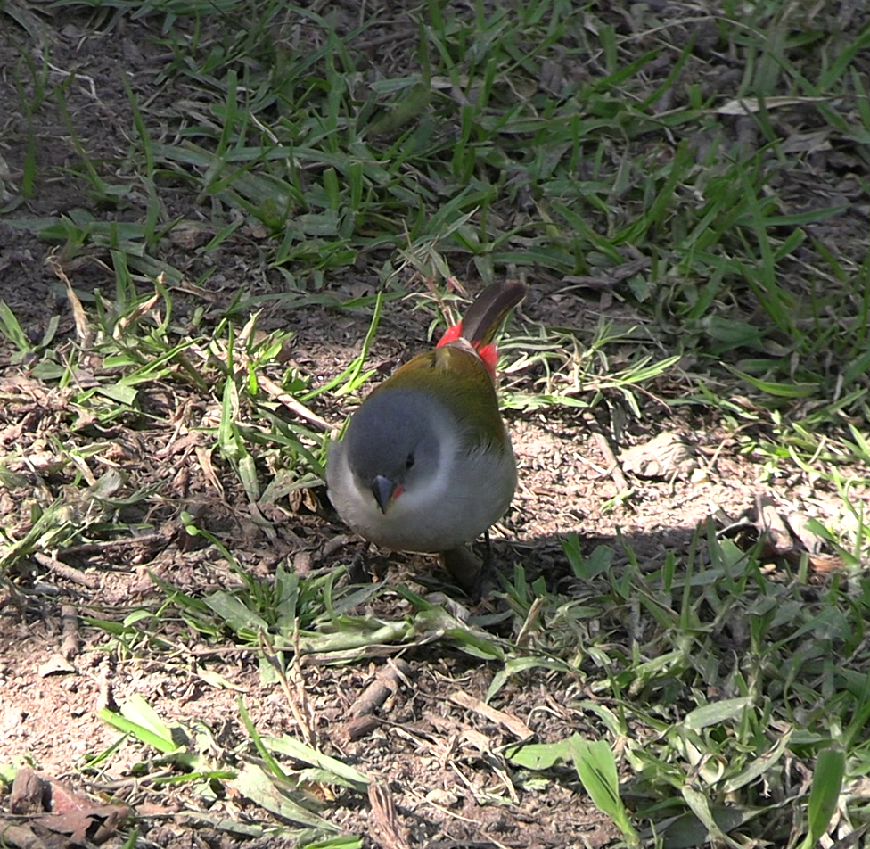 Swee Waxbill - ML642751390