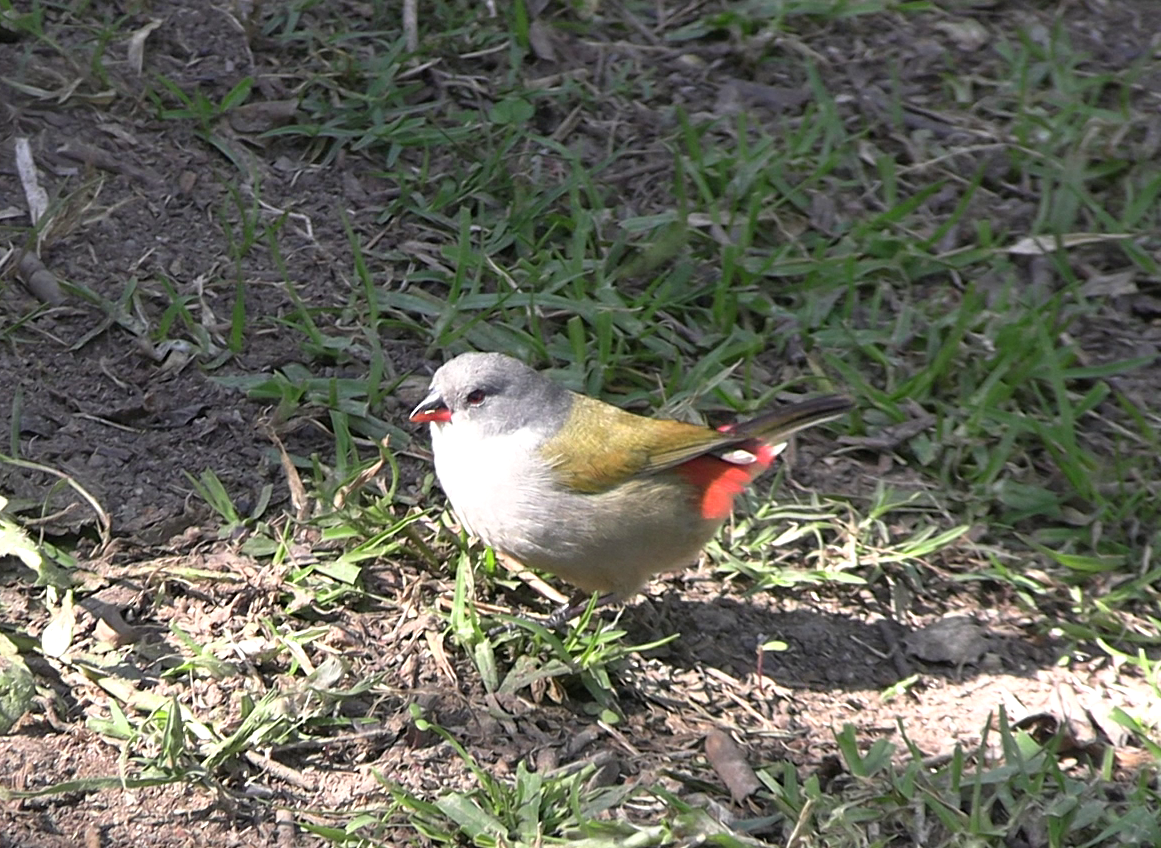 Swee Waxbill - ML642751391