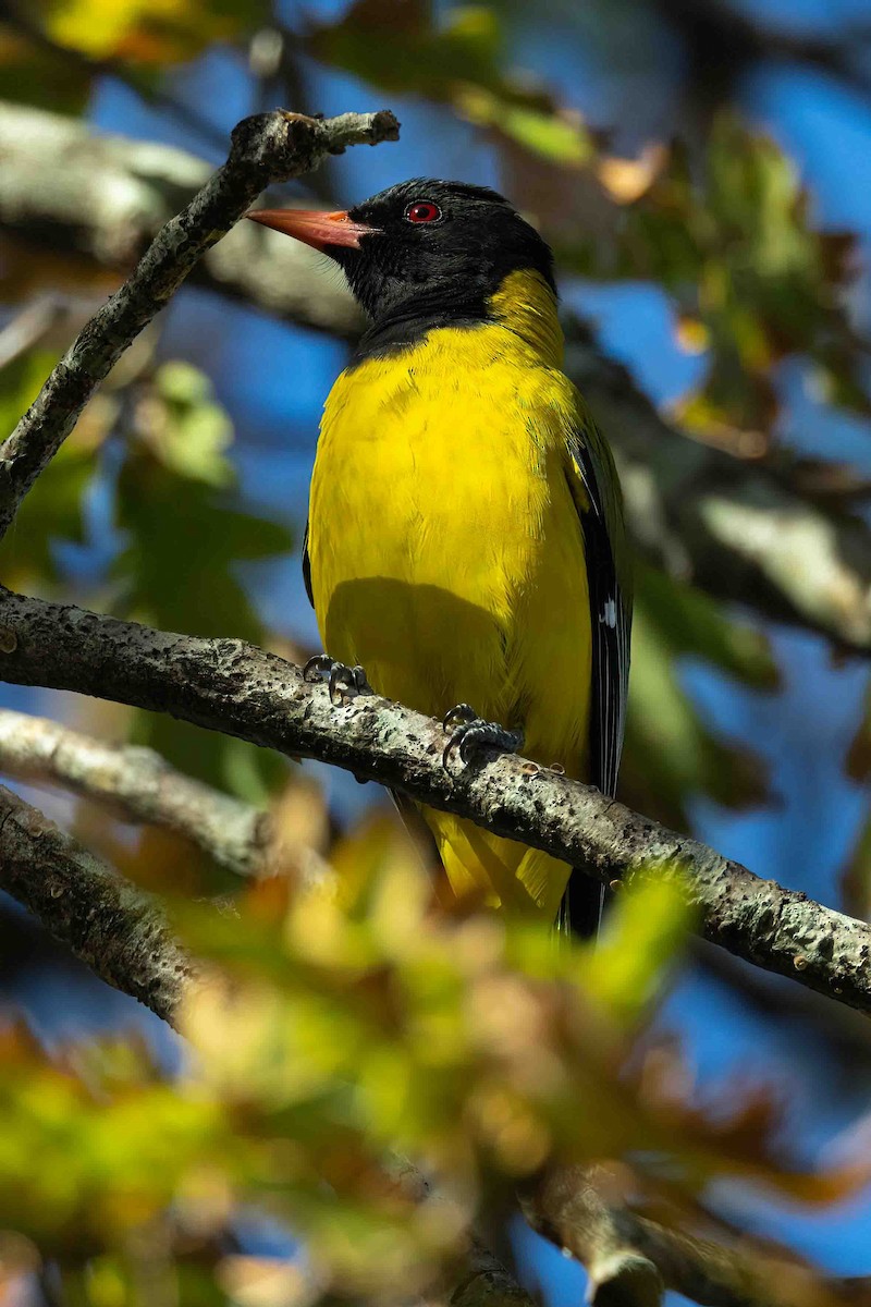 African Black-headed Oriole - ML642751411