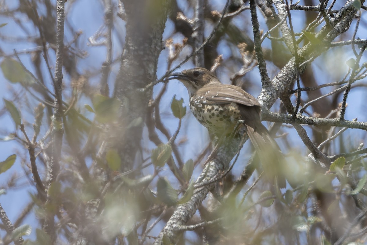 Ocellated Thrasher - ML642751413
