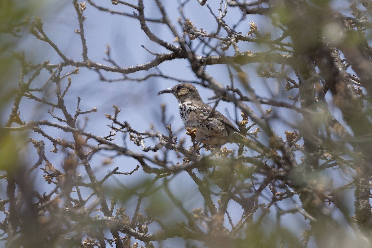 Ocellated Thrasher - ML642751414