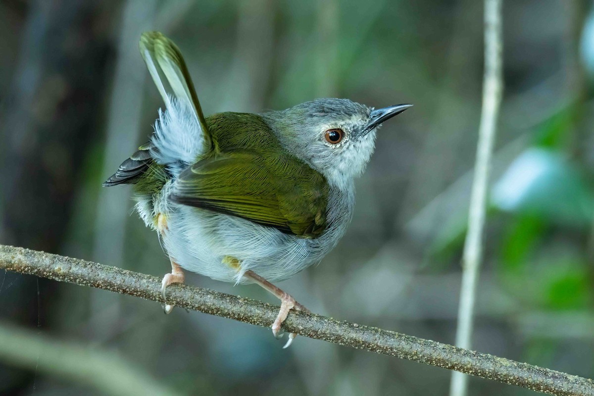 Green-backed Camaroptera - ML642751422
