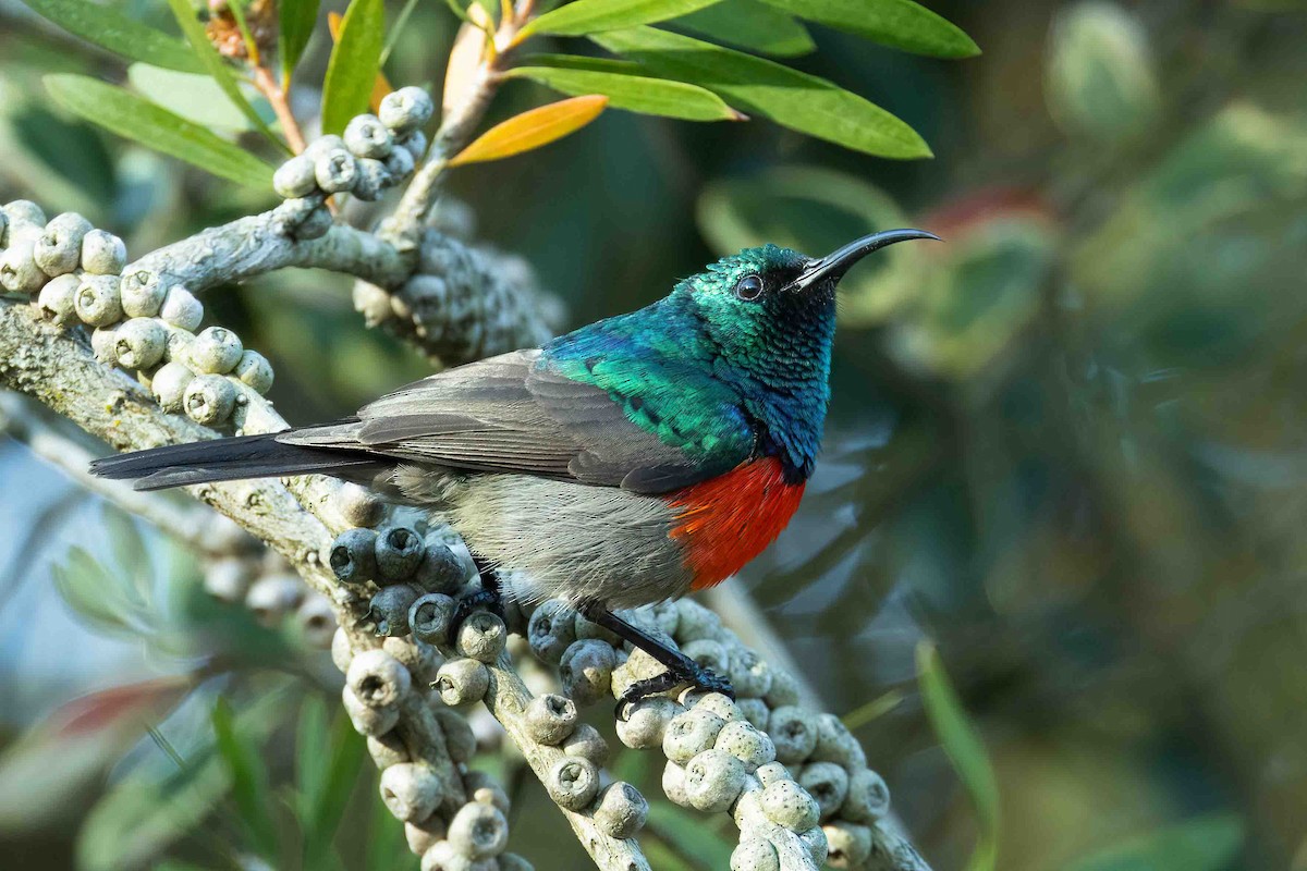 Greater Double-collared Sunbird - ML642751428