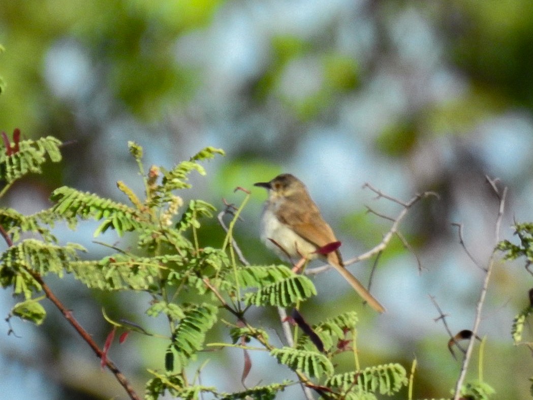 Jungle Prinia - ML642751434