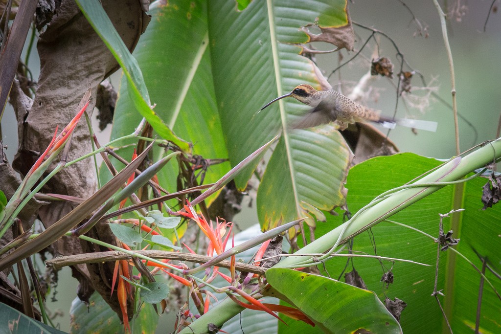 Scale-throated Hermit - ML642751442