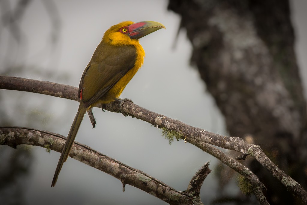Saffron Toucanet - ML642751445
