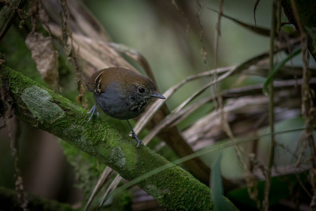 Star-throated Antwren - ML642751448