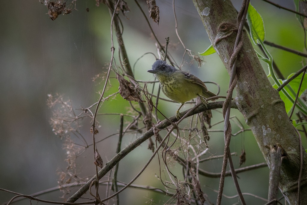 Spot-breasted Antvireo - ML642751451