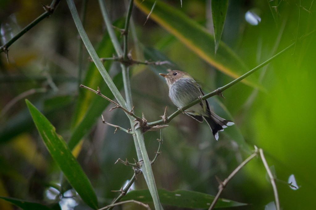 Fork-tailed Pygmy-Tyrant - ML642751459