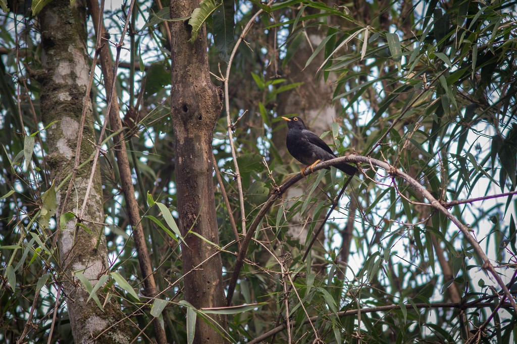 Yellow-legged Thrush - ML642751472