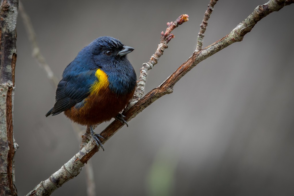 Chestnut-bellied Euphonia - ML642751474
