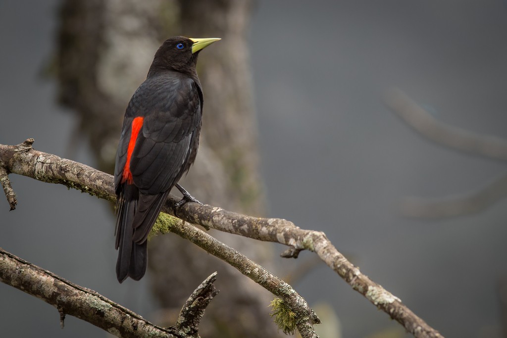 Red-rumped Cacique - ML642751475