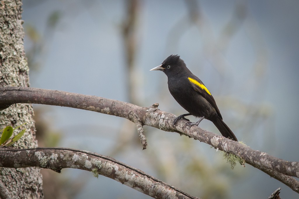 Golden-winged Cacique - ML642751478