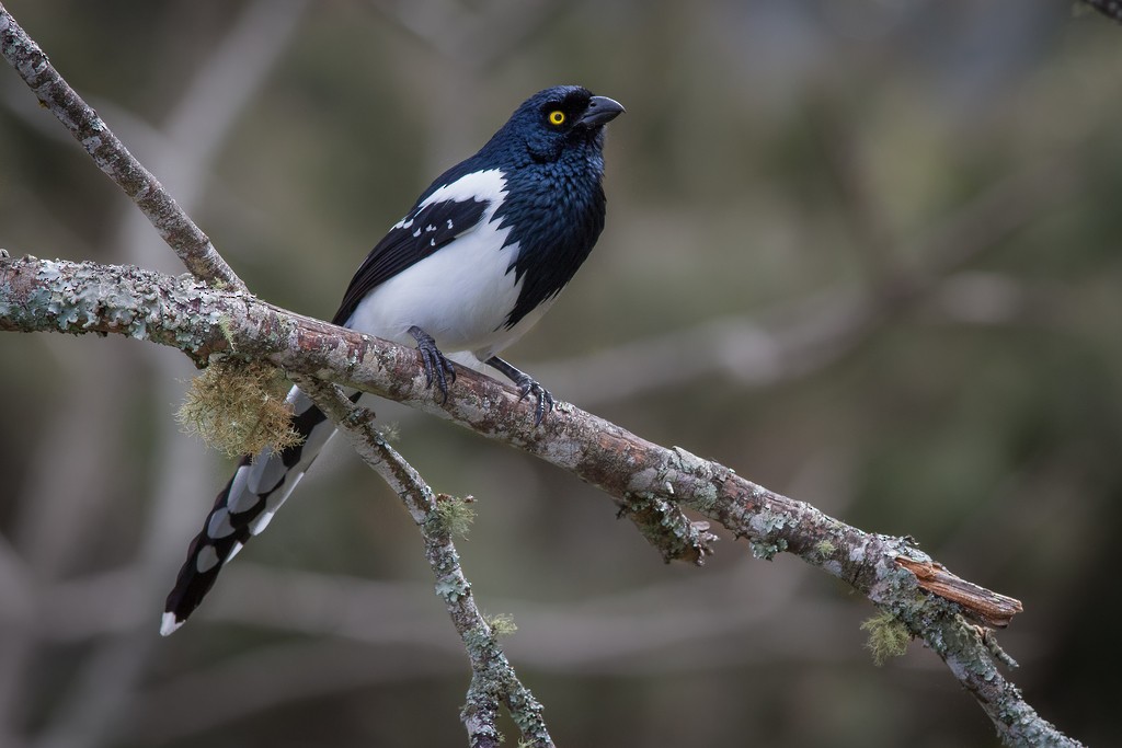 Magpie Tanager - ML642751481