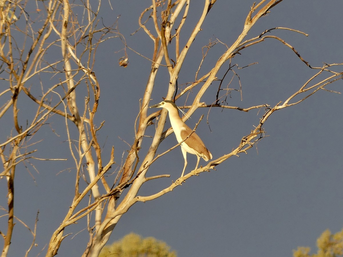 Nankeen Night Heron - ML642751483