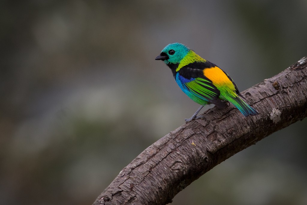 Green-headed Tanager - ML642751484