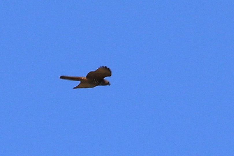 Brown Goshawk - ML642751485