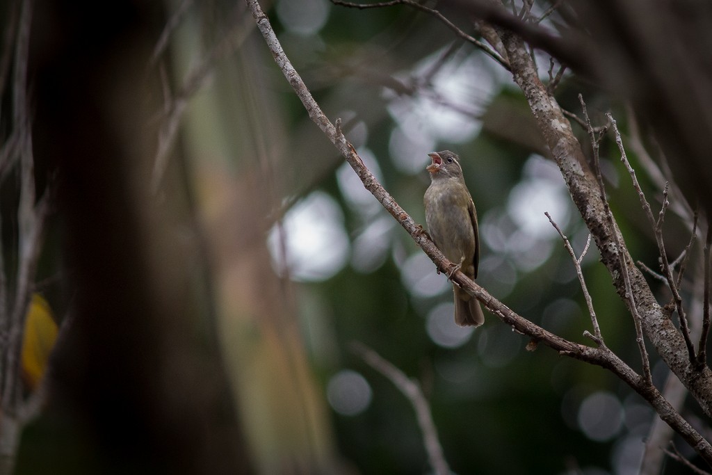 Buffy-fronted Seedeater - ML642751486