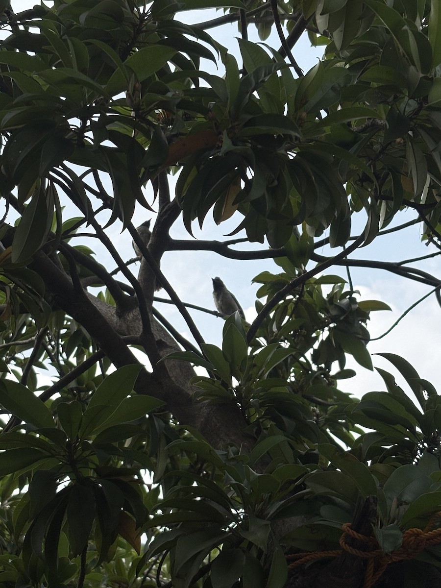 Red-vented Bulbul - ML642751500