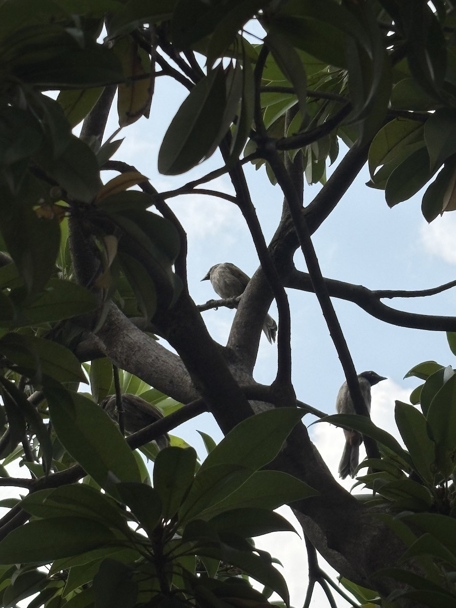 Red-vented Bulbul - ML642751501