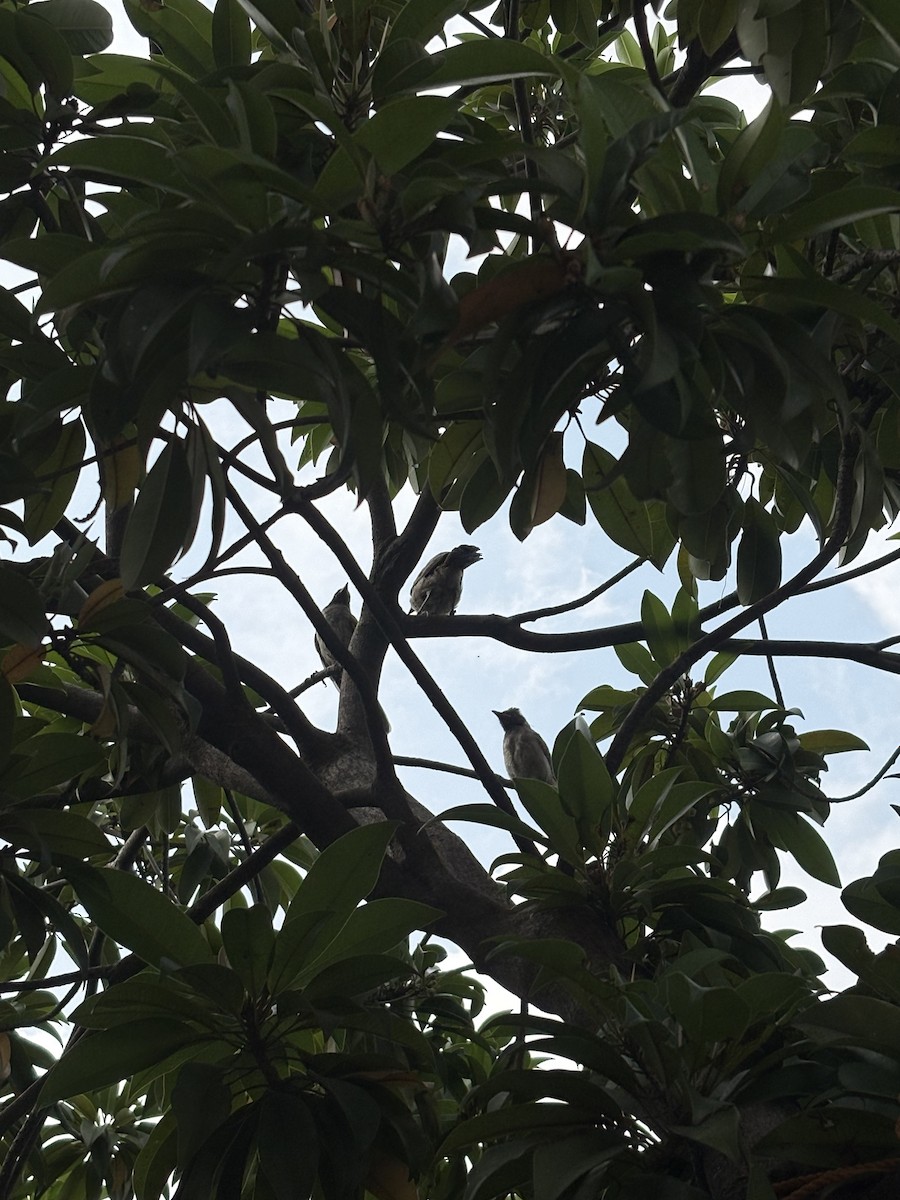 Red-vented Bulbul - ML642751502