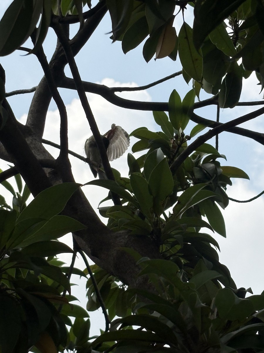 bulbul šupinkový - ML642751503