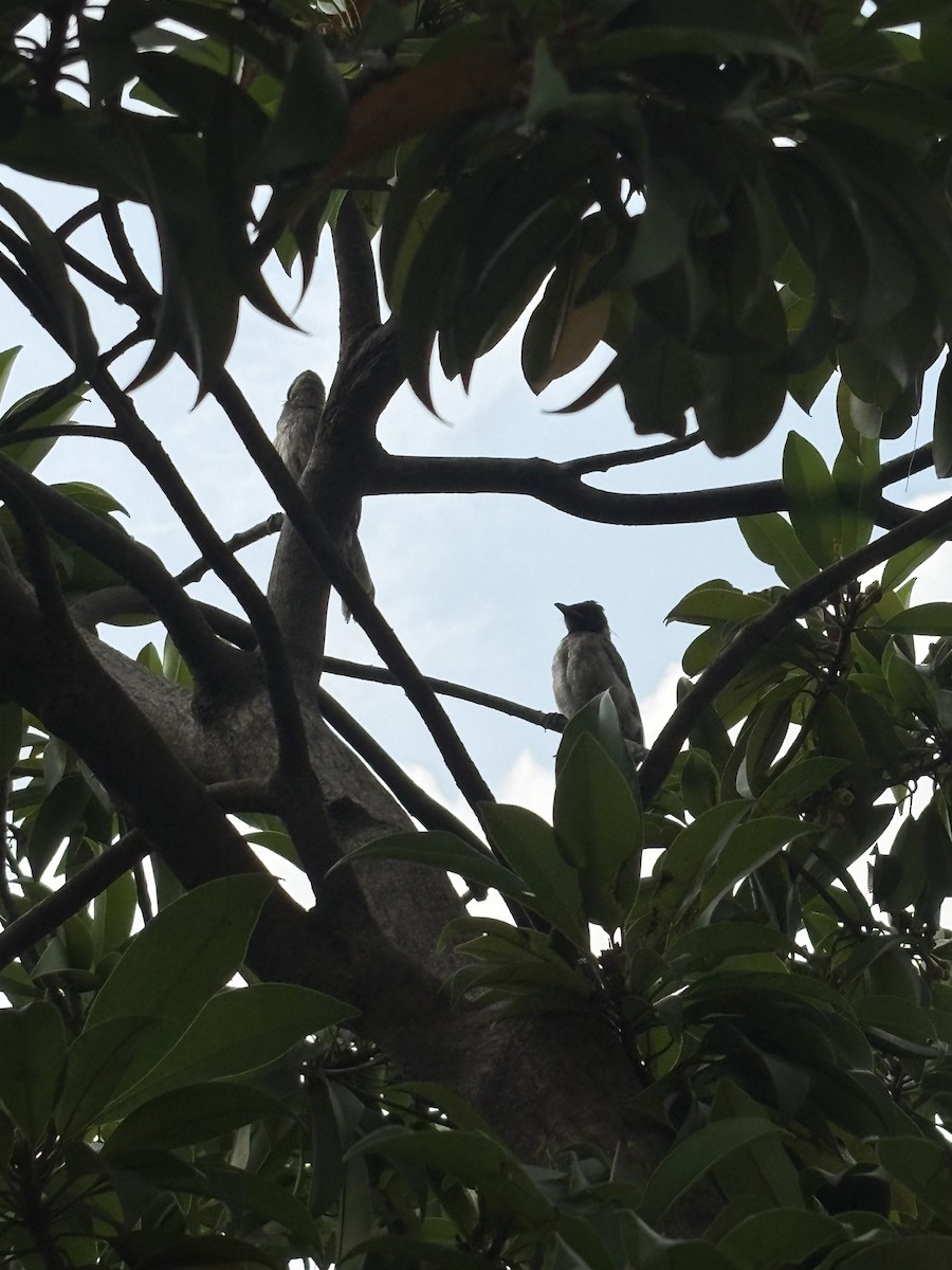 Red-vented Bulbul - ML642751505