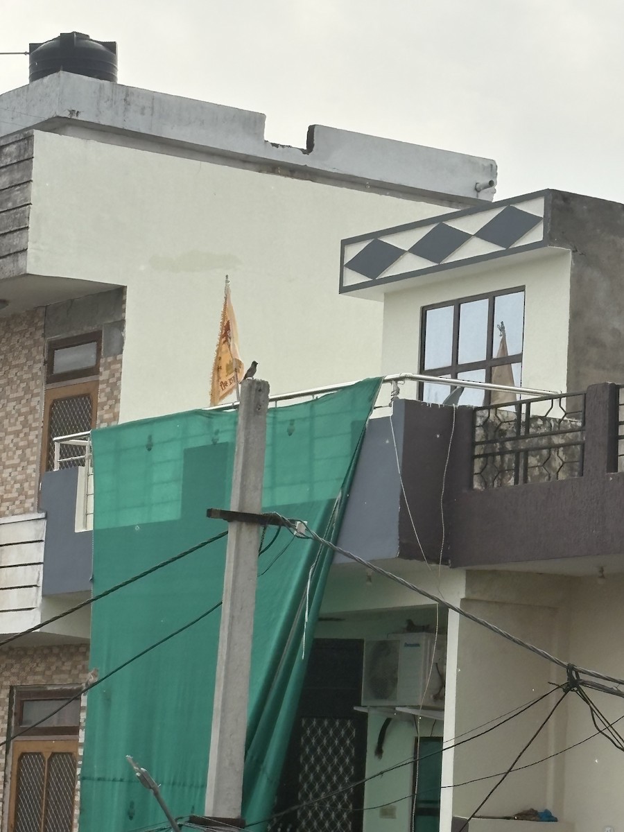 Red-vented Bulbul - ML642751506