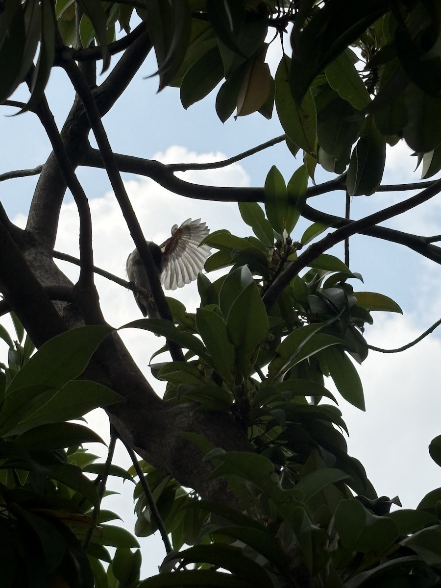 Red-vented Bulbul - ML642751508