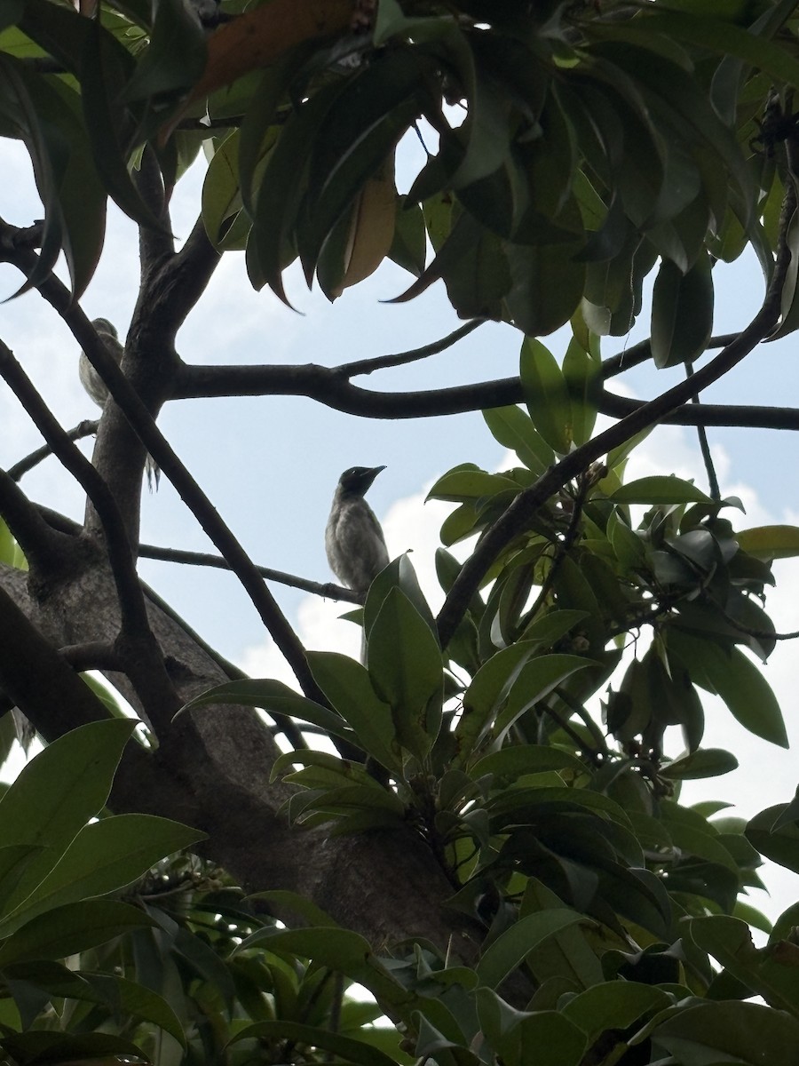 Red-vented Bulbul - ML642751510