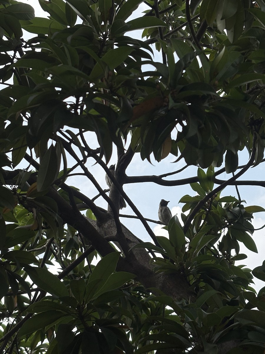 Red-vented Bulbul - ML642751511