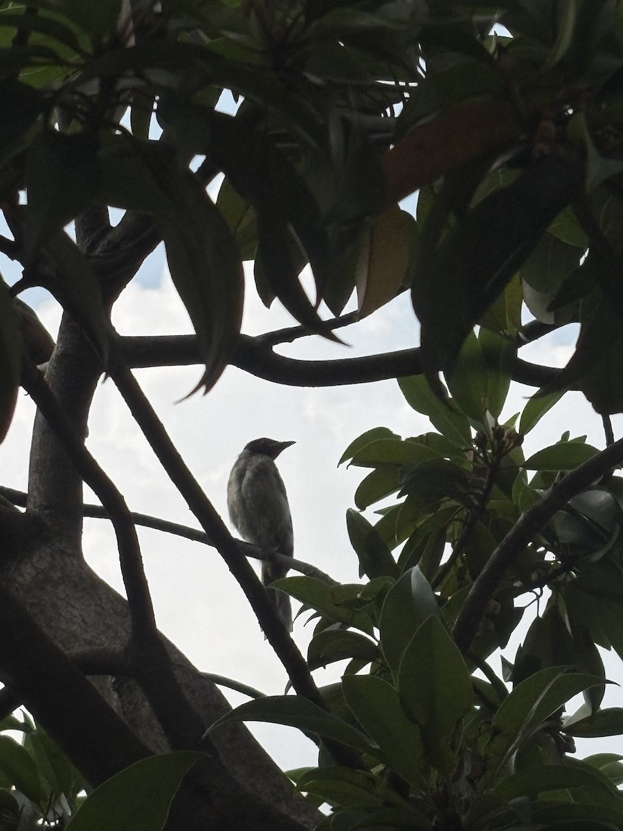 Red-vented Bulbul - ML642751512