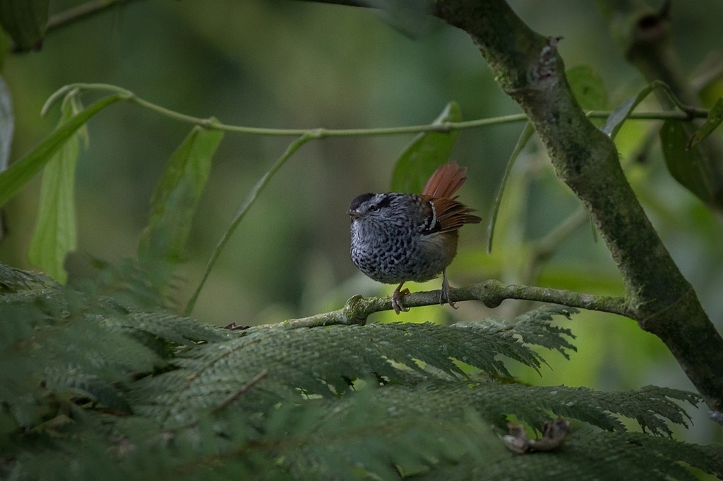 Rufous-tailed Antbird - ML642751523