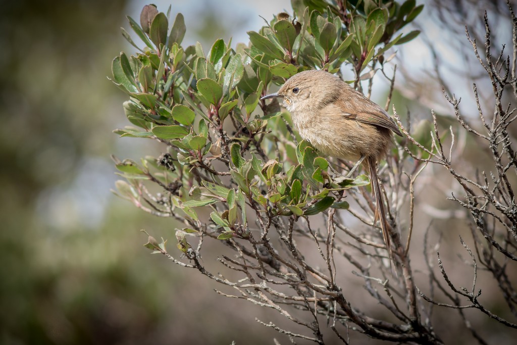 Itatiaia Spinetail - ML642751525