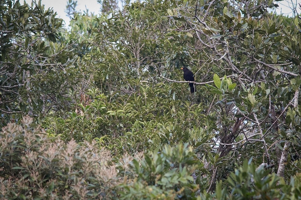 Black-and-gold Cotinga - ML642751527