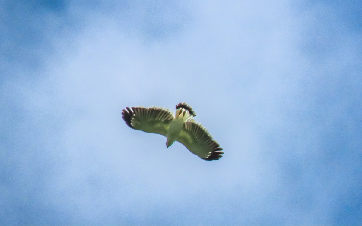 White Hawk - ML642751528
