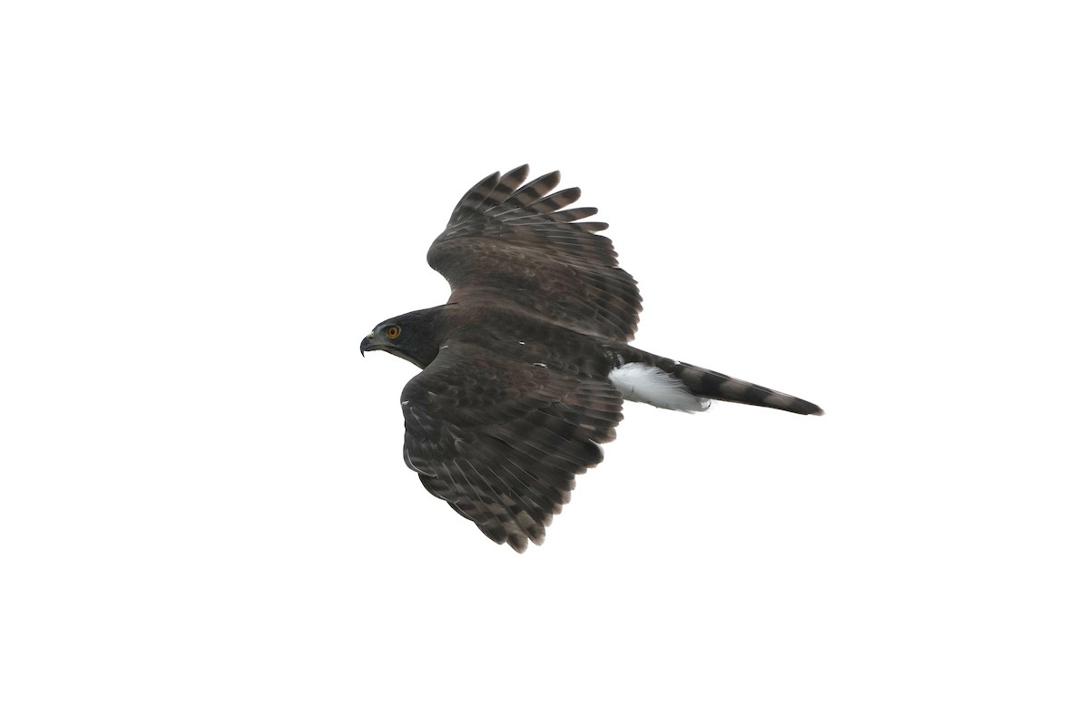 鳳頭蒼鷹 - ML642751556